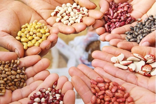Thổ Nhĩ Kỳ trở thành nhà xuất khẩu hạt giống